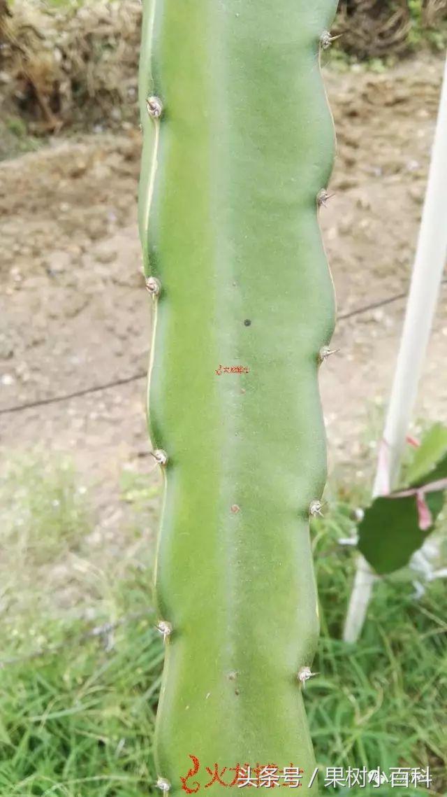 火龙果种植不可不知的秘密之一!火龙果3种繁育方式