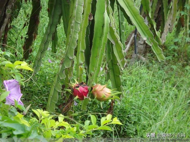 火龙果苗、花期、成熟期，对“光照”的要求