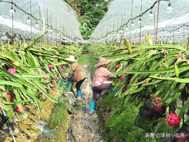 火龙果苗、花期、成熟期，对“光照”的要求