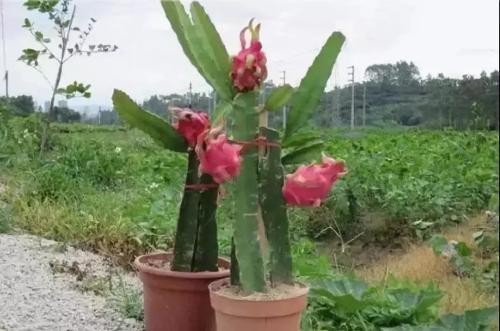 李大妈教你这样种火龙果，2年开花结果，不花一分钱就能吃火龙果