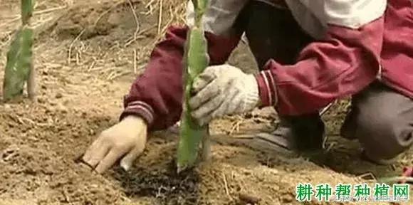 几月份适合种火龙果？怎样种植火龙果？种火龙果需要注意些什么？