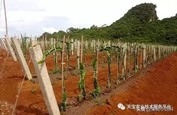 火龙果新手必备：从零开始，建一个高效火龙果园