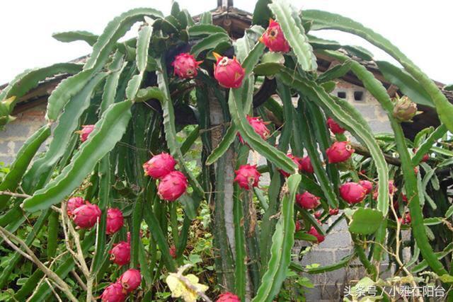 种盆栽火龙果，用点种子或者一根枝条就能种一盆，果子又大又甜