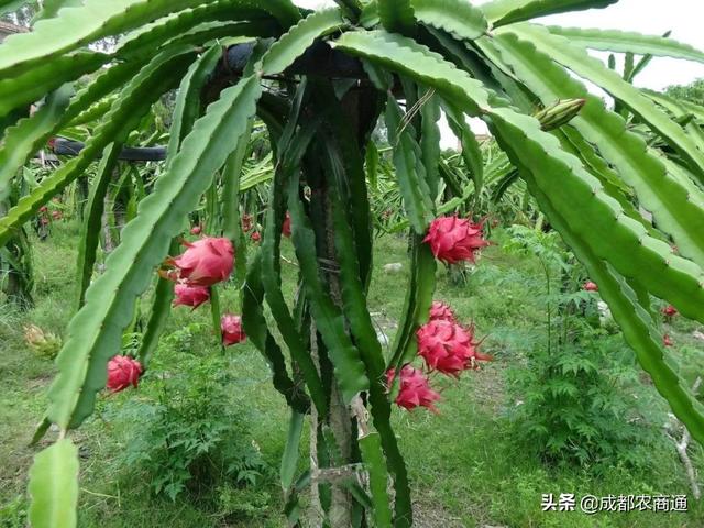 火龙果的种植技术！一看就懂！