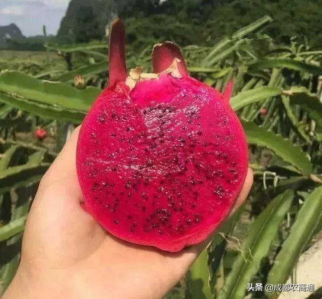 火龙果的种植技术！一看就懂！