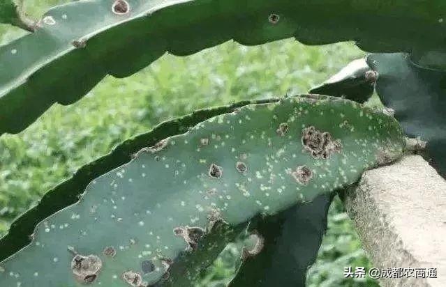 火龙果的种植技术！一看就懂！