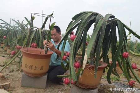 为啥栽了几年的火龙果只开花不结果？就是少做了这关键的一步！