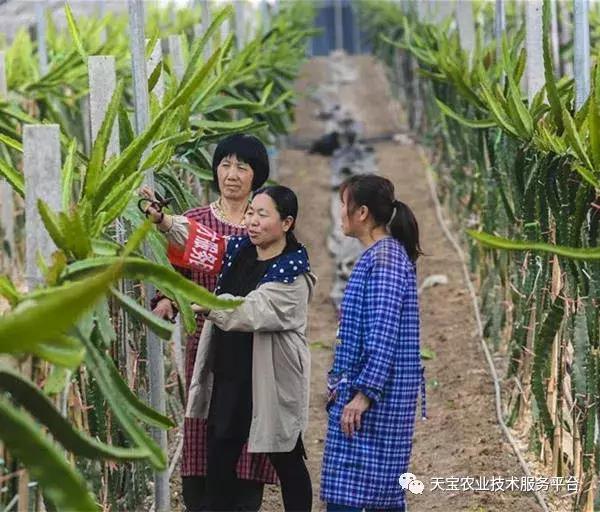 春季火龙果整形修剪要及时！