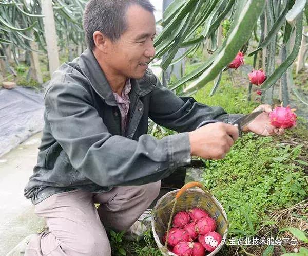 春季火龙果整形修剪要及时！