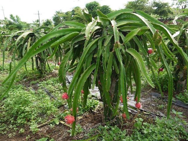 火龙果籽怎么种小盆栽 火龙果“挑”点籽，5天能发芽，2年开出花，恰当施肥能结果！