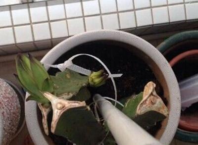 在家种火龙果，一年就能开花结果，盆栽方法如下