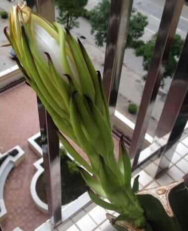 在家种火龙果，一年就能开花结果，盆栽方法如下