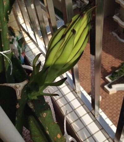 在家种火龙果，一年就能开花结果，盆栽方法如下