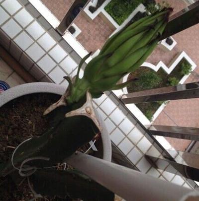 在家种火龙果，一年就能开花结果，盆栽方法如下