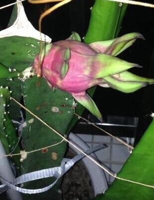 在家种火龙果，一年就能开花结果，盆栽方法如下
