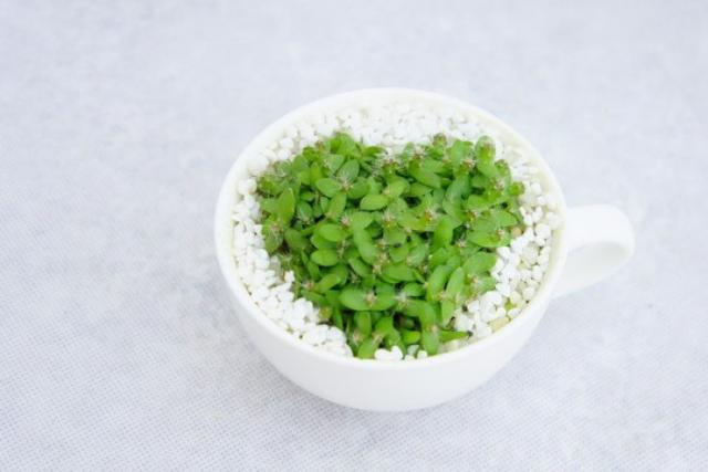 火龙果的种子种植方法:家里吃剩的火龙果不要扔!几个小方法,火龙果变盆栽!