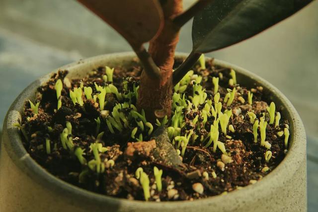 火龙果的种子种植方法:家里吃剩的火龙果不要扔！几个小方法，火龙果变盆栽！