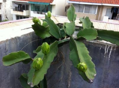 盆栽火龙果原来这么简单，在家阳台也能种！