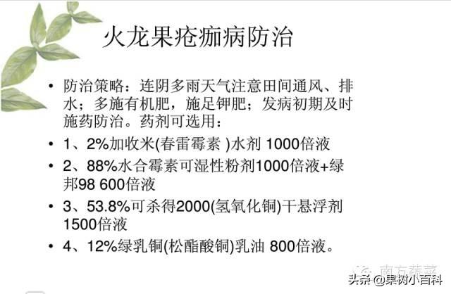 火龙果​常见病害分析与防治！分清病症用对药