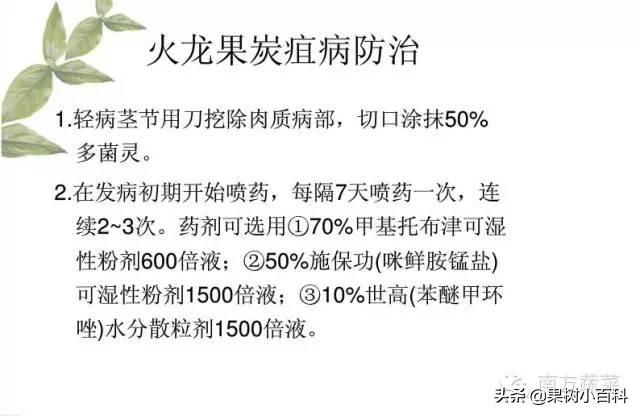 火龙果​常见病害分析与防治！分清病症用对药