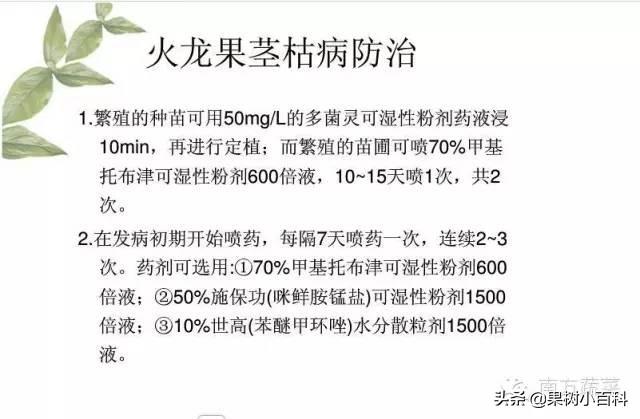 火龙果​常见病害分析与防治！分清病症用对药