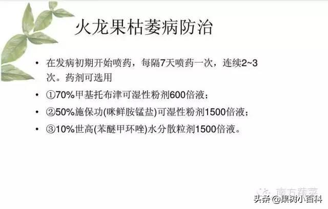 火龙果​常见病害分析与防治！分清病症用对药