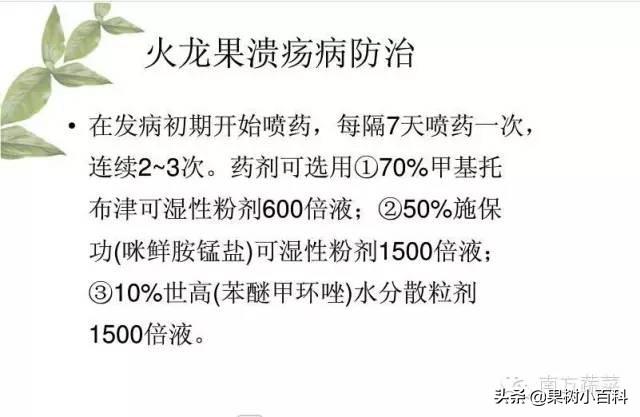 火龙果​常见病害分析与防治！分清病症用对药