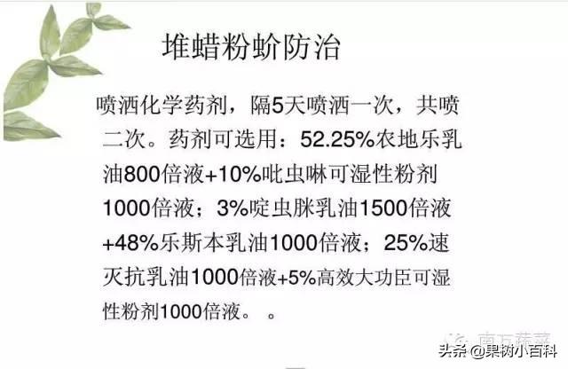 火龙果​常见病害分析与防治！分清病症用对药