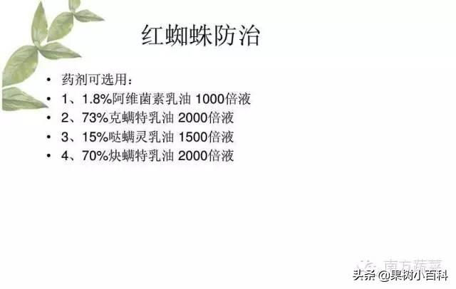 火龙果​常见病害分析与防治！分清病症用对药