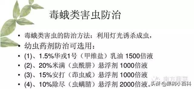 火龙果​常见病害分析与防治！分清病症用对药