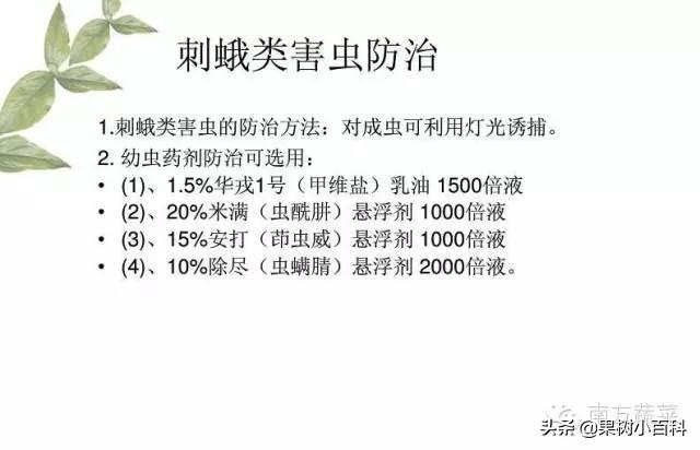 火龙果​常见病害分析与防治！分清病症用对药