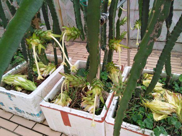 火龙果树盆栽可用枝干扦插，只需要掌握一个要点，生根快成活率高