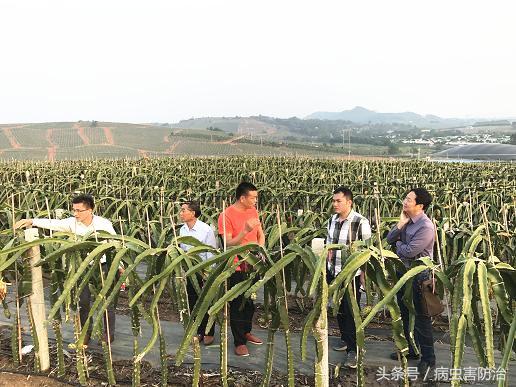 种植火龙果应该注意些什么呢？火龙果的种植管理技术