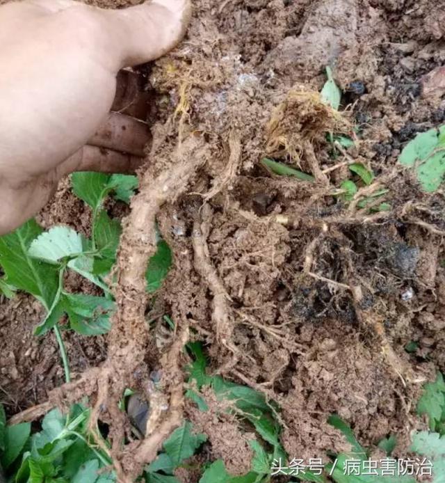 火龙果种植细节多，看图解决常见病害问题