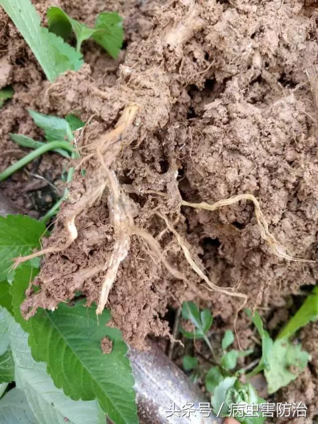 火龙果种植细节多，看图解决常见病害问题