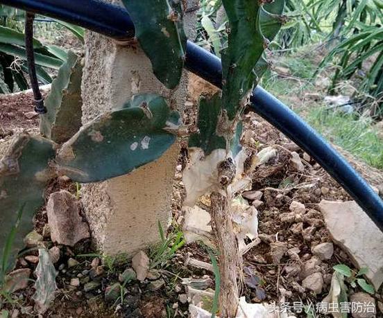 火龙果种植细节多，看图解决常见病害问题