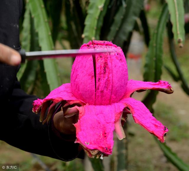 火龙果怎么种植才能高产？火龙果种植方法和病虫害防治