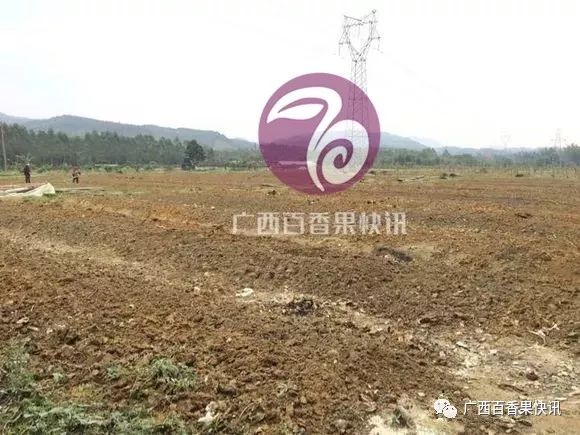 种植百香果每亩需要投入多少钱？所需资金超乎我们想象