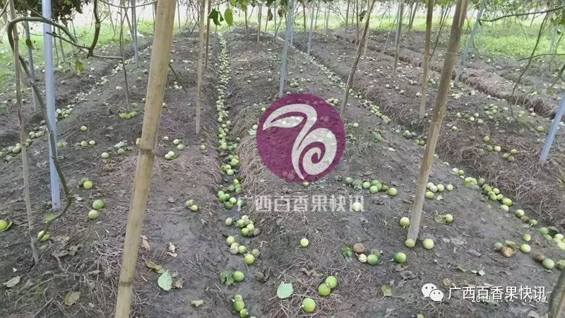 种植百香果每亩需要投入多少钱？所需资金超乎我们想象