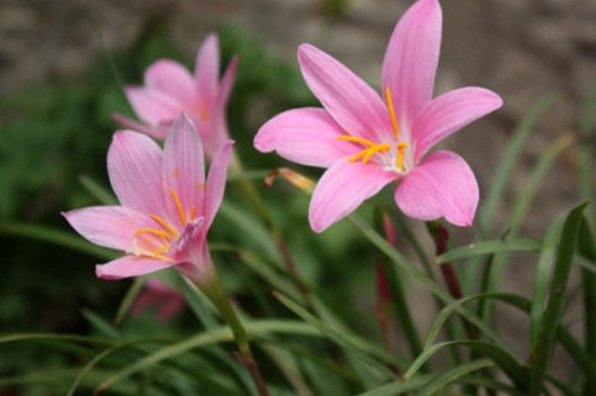 如何促进韭菜莲开花，保温通风并追施液肥