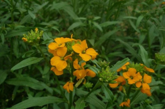 桂竹香的花期是什么时候，花期主要集中4～5月份