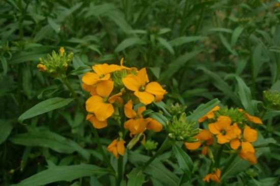 桂竹香的花期是什么时候，花期主要集中4～5月份