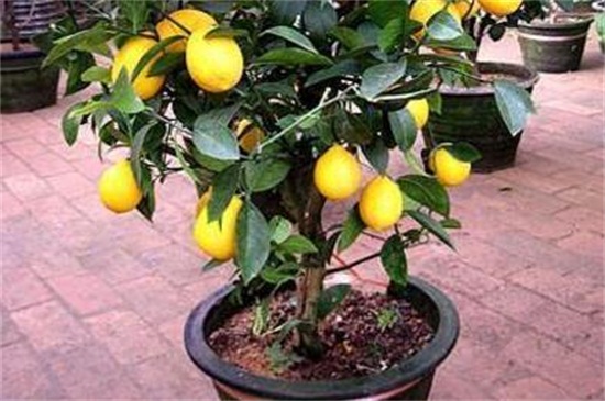 家里种柠檬树好吗，可以起到挡煞风水作用