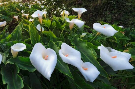 马蹄莲开花后怎么处理，更換土壤少浇水