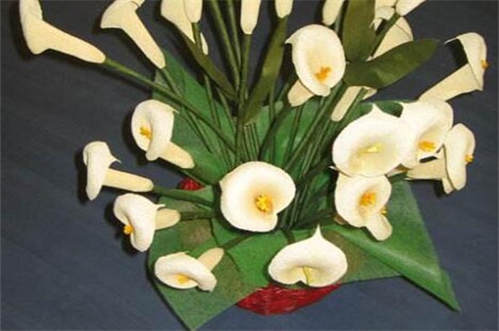 马蹄莲怎么修剪，残花剪除和抹除新芽