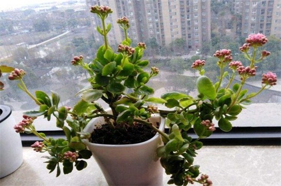 长寿花徒长切一刀花苞冒出，要注意伤口处理和施肥控温