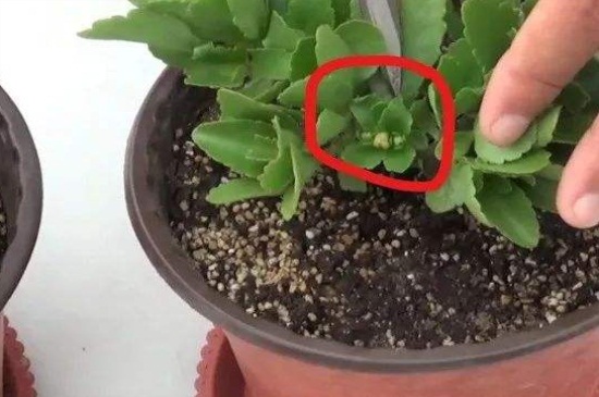 新长的长寿花怎么样修剪