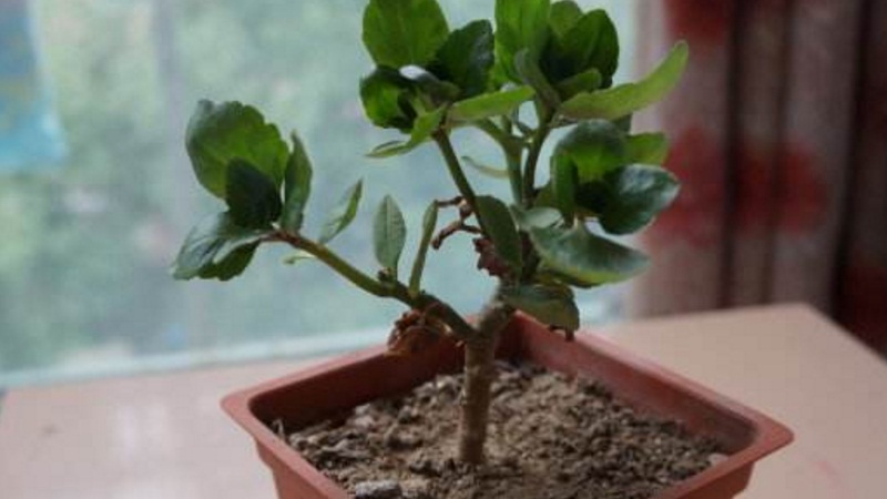 新长的长寿花怎么样修剪