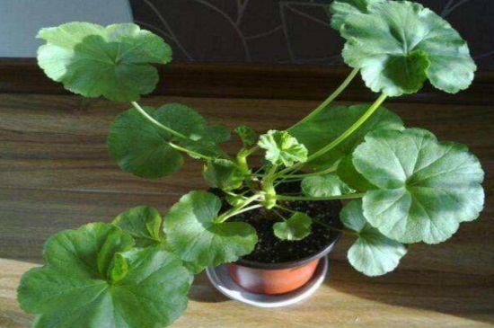 长寿花长叶不开花解决办法，施加饼肥并摘心打顶