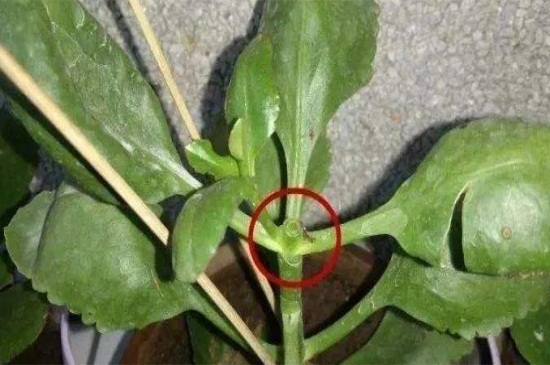 长寿花大多数几月份打顶，春夏3～9月份打顶最适宜